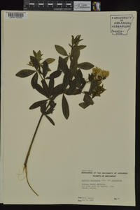 Baptisia bracteata image