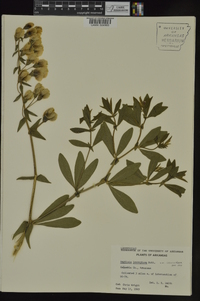 Baptisia bracteata var. leucophaea image