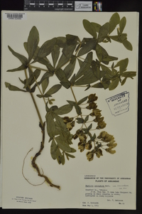 Baptisia bracteata var. leucophaea image