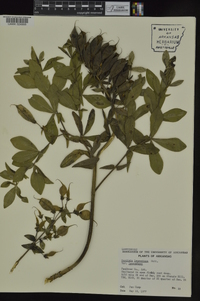 Baptisia bracteata var. leucophaea image