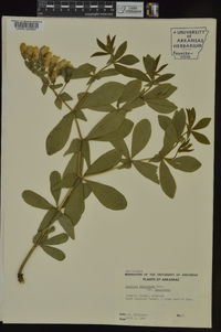 Baptisia bracteata var. leucophaea image