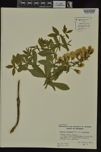 Baptisia bracteata var. leucophaea image