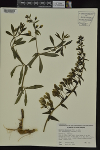 Baptisia bracteata image