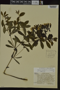 Baptisia bracteata image