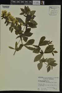 Baptisia bracteata image