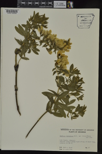 Baptisia bracteata var. leucophaea image