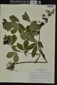 Baptisia bracteata var. leucophaea image