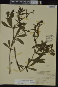 Baptisia bracteata var. leucophaea image