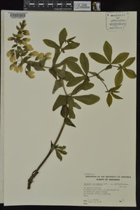 Baptisia bracteata image