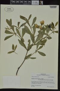 Baptisia bracteata var. leucophaea image