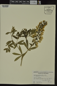 Baptisia bracteata image