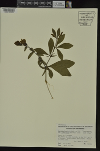 Baptisia bracteata image