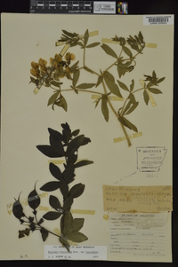 Baptisia bracteata var. leucophaea image