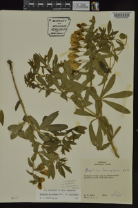 Baptisia bracteata var. leucophaea image