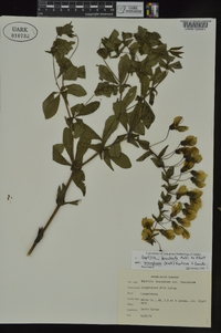 Baptisia bracteata image