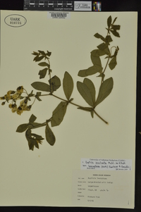 Baptisia bracteata image