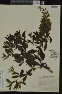 Baptisia bracteata image