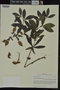 Baptisia bracteata var. leucophaea image