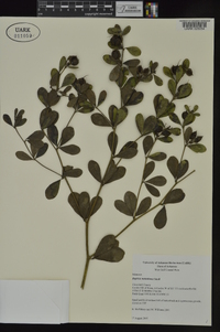Baptisia nuttalliana image