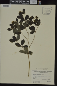 Baptisia nuttalliana image