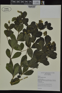 Baptisia nuttalliana image