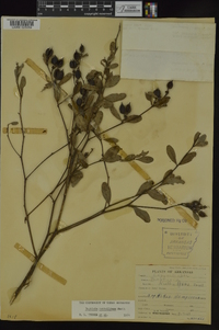 Baptisia nuttalliana image