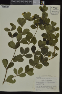 Baptisia nuttalliana image