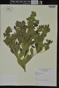 Baptisia nuttalliana image