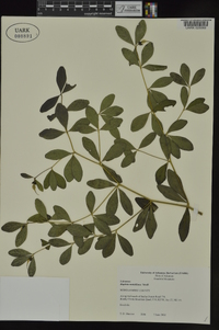 Baptisia nuttalliana image