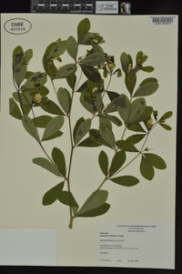 Baptisia nuttalliana image