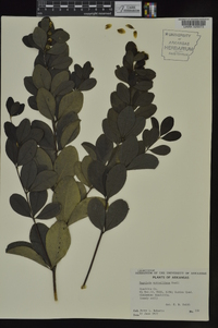 Baptisia nuttalliana image