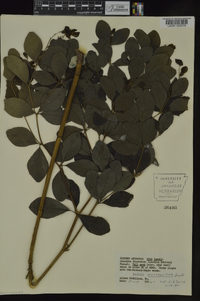 Baptisia nuttalliana image