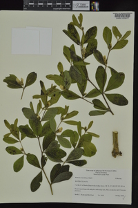 Baptisia nuttalliana image