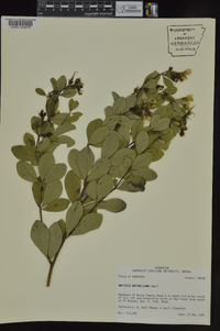 Baptisia nuttalliana image