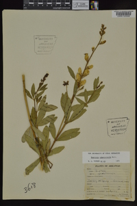 Baptisia sphaerocarpa image