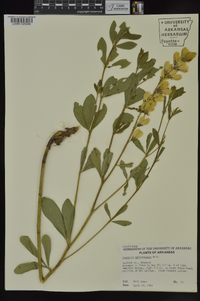 Baptisia sphaerocarpa image