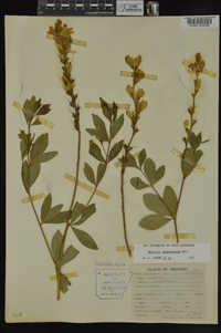 Baptisia sphaerocarpa image