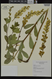 Baptisia sphaerocarpa image