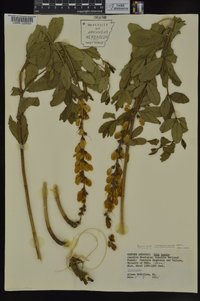 Baptisia sphaerocarpa image