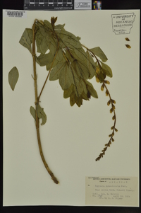 Baptisia sphaerocarpa image