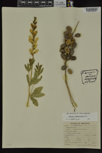 Baptisia sphaerocarpa image