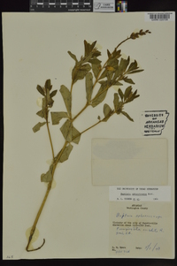 Baptisia sphaerocarpa image