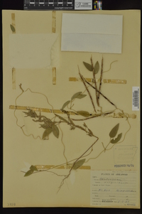 Centrosema virginianum image