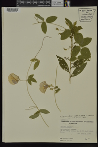 Centrosema virginianum image