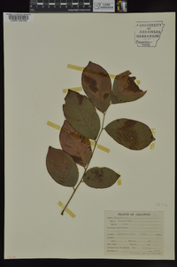 Cladrastis kentukea image