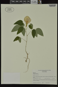 Clitoria mariana image