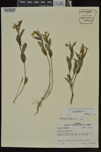 Crotalaria sagittalis image