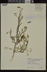 Crotalaria sagittalis image