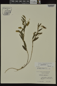 Crotalaria sagittalis image