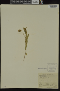 Crotalaria sagittalis image